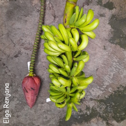 A stem with whorls of small greeny yellow wild bananas lying next to a banana flower